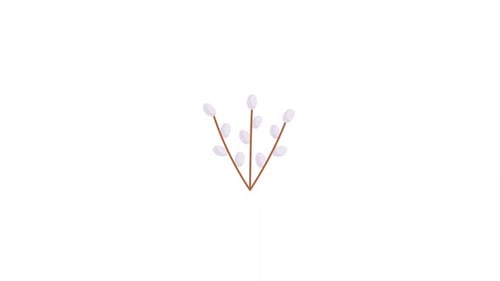 Flat Design Pussy Willow Branch Animation