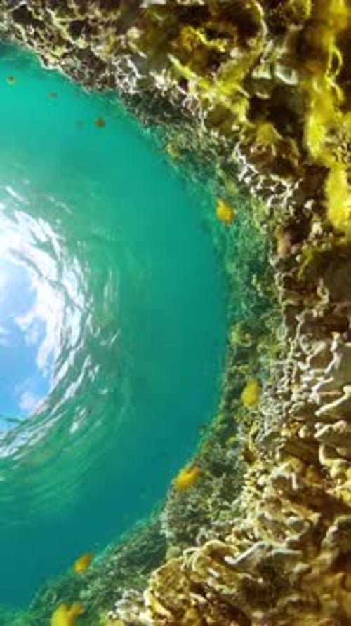 Underwater Coral Reef with Fish in Tropical Ocean