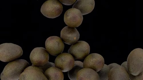 Caída de frutos de aguacate