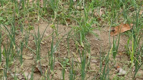 Closeup of Swaying Green Onion Plants
