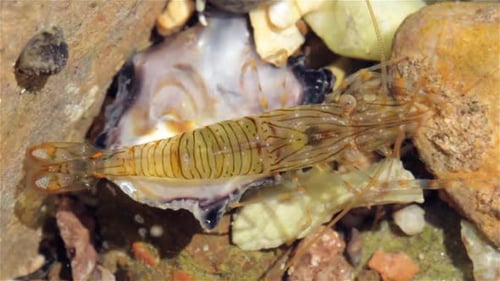 Shrimp moving during low tides, Eilat, Israel