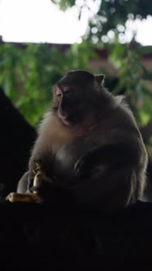 Un singe curieux perché sur une branche d'arbre déguste une banane fraîche tout en observant son environnement à