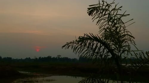 Serene Sunrise Over Rural Landscape with Palm Tree