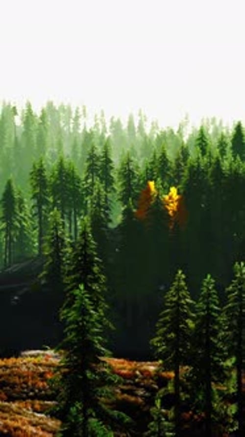 A Scenic Forest with a Dense Canopy of Trees