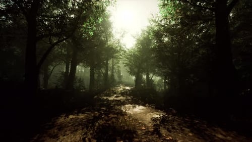 A Serene Forest Path Surrounded By Trees