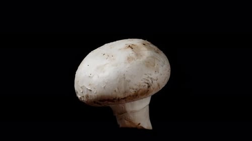 A mushroom rotates, isolated on a black background, close-up of the product.