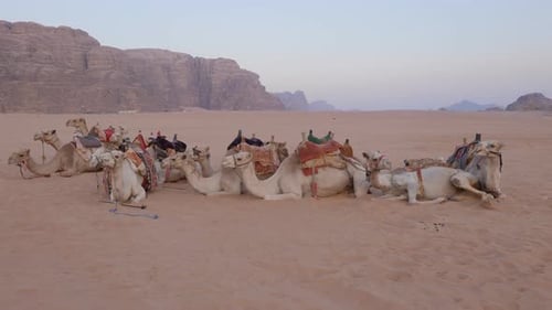 Camel Desert