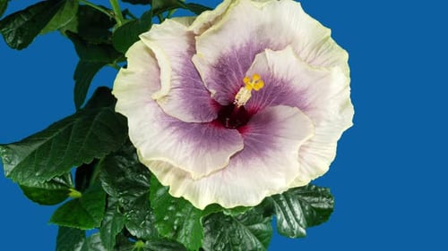 Time Lapse: Hibiscus Flower Blooming on Blue Background