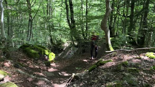 A Man with a Backpack Walks Through a Dense Mountain Forest on a Sunny Day and Enjoys Nature