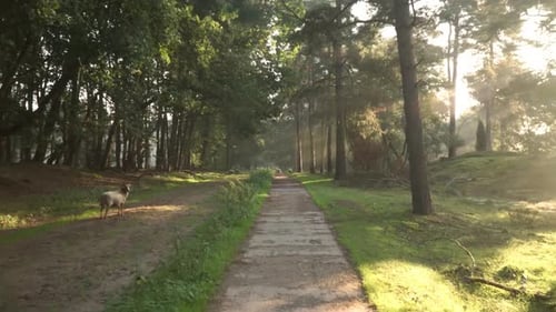 Road Sheep Path Animal Wool In Forest