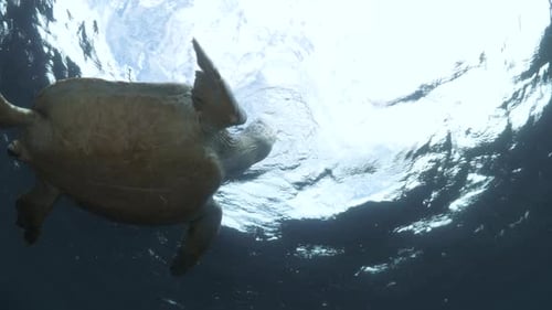 Marine scientist studies the unique behaviour of a sea turtle taking a breath of air in the ocean.