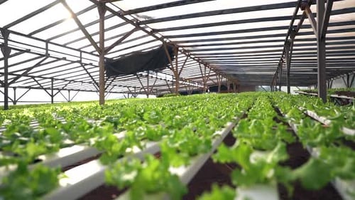 A side view pan of a hydroponic greenhouse, showcasing an innovative method of soilless agriculture