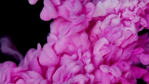 Pink and White Acrylic Paint in Water Blooms and Dissolves on a White Background Beautiful