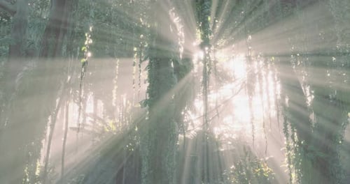 Sunlight Streams Through Dense Foliage Creating a Magical Forest Ambiance
