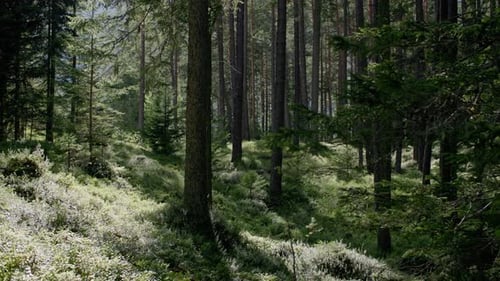 Nature Landscape of Pine Forest with Tall Trees Peaceful Woodland Scenery