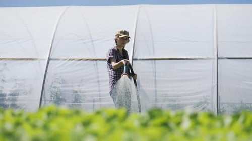 Pretty Farmer Irrigates Green Young Seedlings on the Field Near the Greenhouse