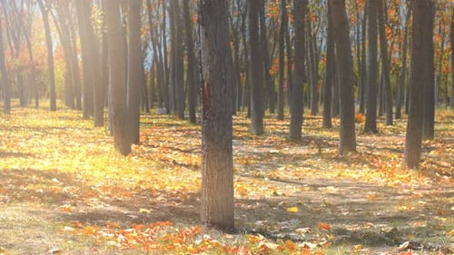 falling yellow leaves of trees in the forest in autumn