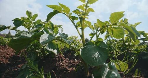 Healthy Young Potato Seedling in the Farm Field