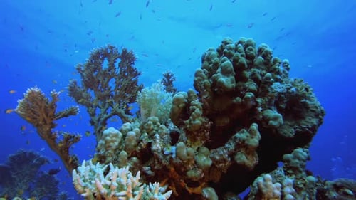 Reef Coral Garden Underwater Life