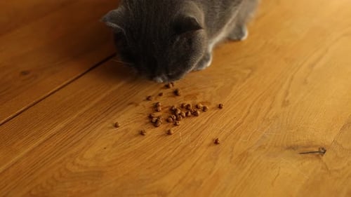 Gray Kitten Eating Food Pellets Indoors on Wood Floor