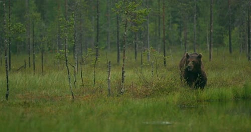 Large Adult Brown Bear Walking Free in the Forest at Night
