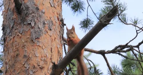 Squirrel eating pine cone on branch in tree
