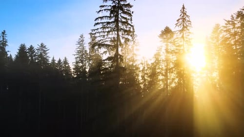 Foggy Sunrise in Spruce Forest with Light Rays Shining Through Branches in Fall Mountains