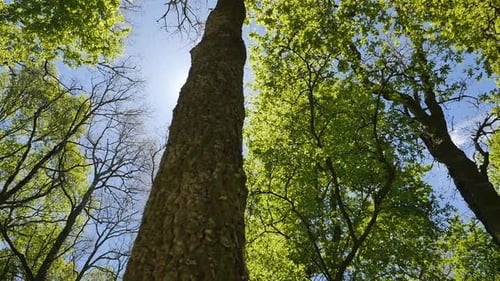 Big green forest with Tree trunk in the sun. light shining through the green tree and leaves in the