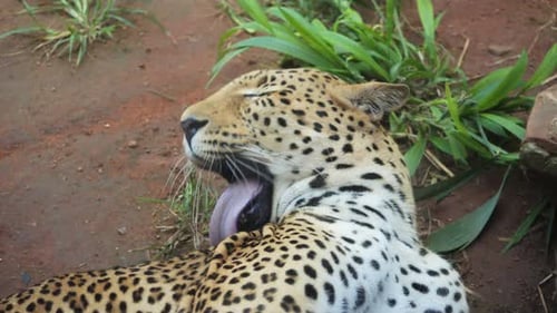 Close up : Leopard grooms spotted fur on shoulder