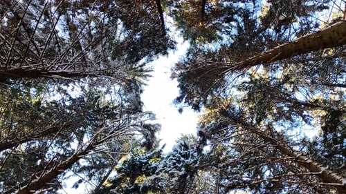 Winter Forest Tree Top With Bright Sky