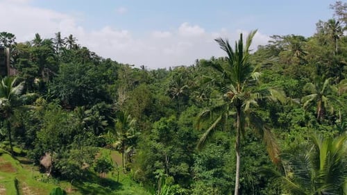 Amazing drone shot between palm trees in a tropical exotic forest to reveal a panoramic view of the