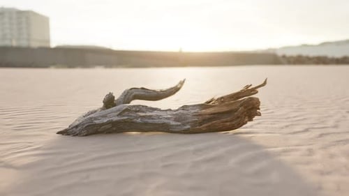 Piece of an Old Root is Lying in the Sand of the Beach