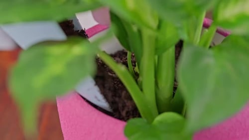 Transplanting Care About Plant Close Up