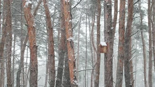 Snow falling on pine trees during heavy snowfall in winter forest