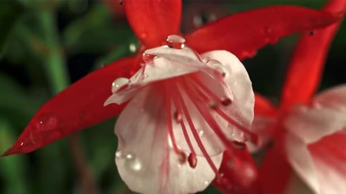 Falling Drops of Water on Red Flower Filmed is Slow Motion 1000 Fps