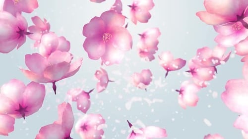 fond animé de fleurs de cerisier