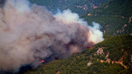 Natural Disaster Forest Fire