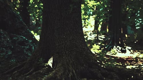 Detailed Close Up View on a Forest Ground Texture with Moss