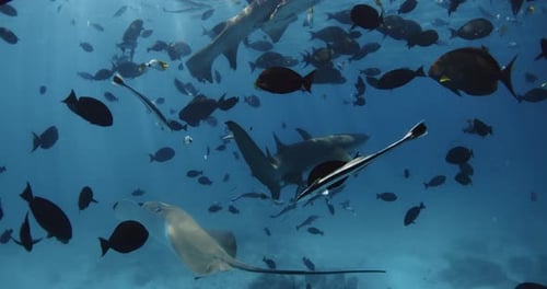 Sea Life with Sting Ray Sharks and a Lot of Fishes Underwater in Blue Ocean