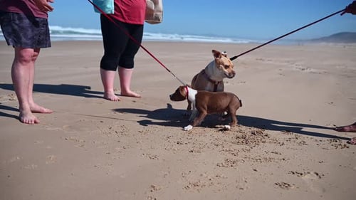 Dogs being introduced to each other at the beach