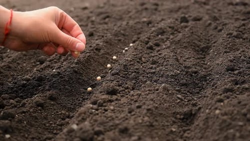 A Woman Sows Seeds in the Garden