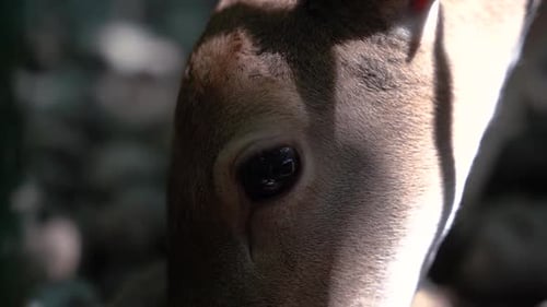 Close Up Of A Roe Deer