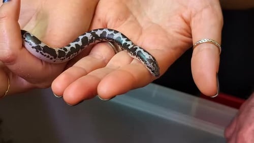 Gros plan de la main d'une femme anonyme tenant un petit serpent