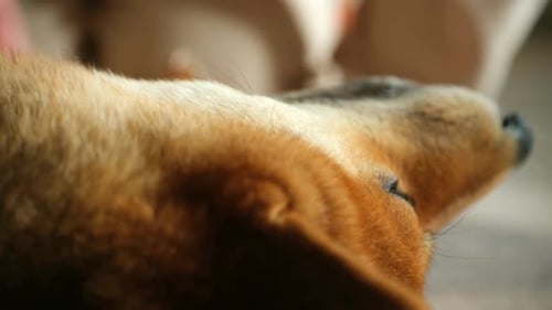 Hand Pets Adorable Red Shiba Inu Dog