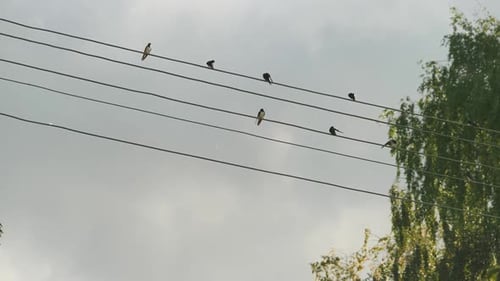 Birds Sitting on Power Lines in the City