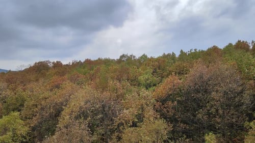 colorful forest autumn