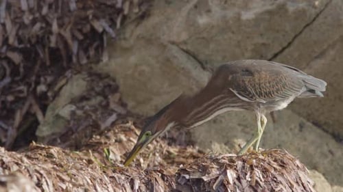 little green heron bird on seaweed and rocks feeding on insects in slow motion