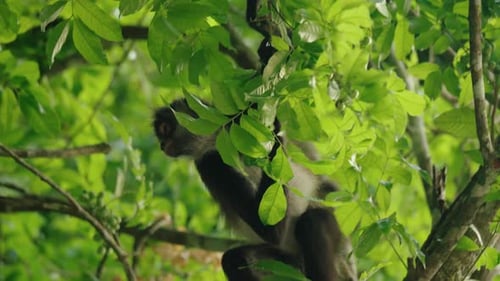 A spider monkey partially hidden among green foliage in the treetops of Tikal's tropical jungle.