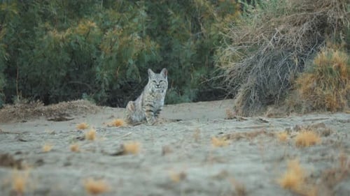 Bobcat Sitting in Desert Landscape