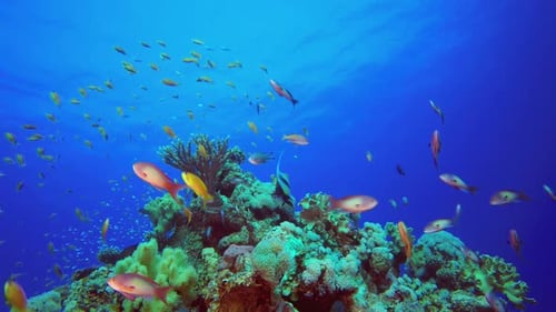 Underwater Fish and Coral Garden